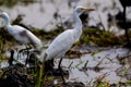 TheÃÂ cattle egretÃÂ - Bubulcus ibis